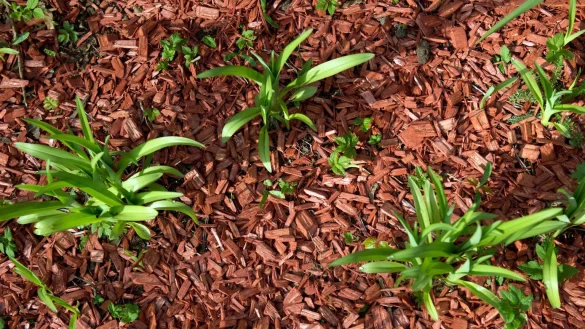 Rindenmulch - &copy; Foto: Arno Burgi/dpa-Zentralbild/dpa