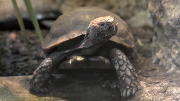 Schildkr&ouml;te aus Winterschlaf erwacht - &copy; Foto: Andrea Warnecke
