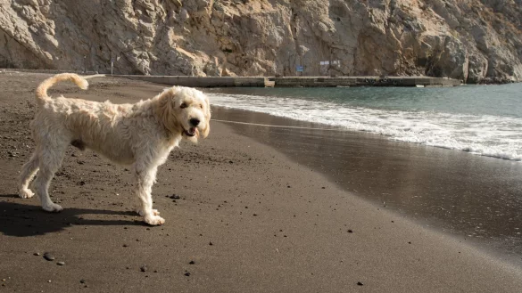 Urlaub mit dem Hund - &copy; Foto: Andrea Warnecke