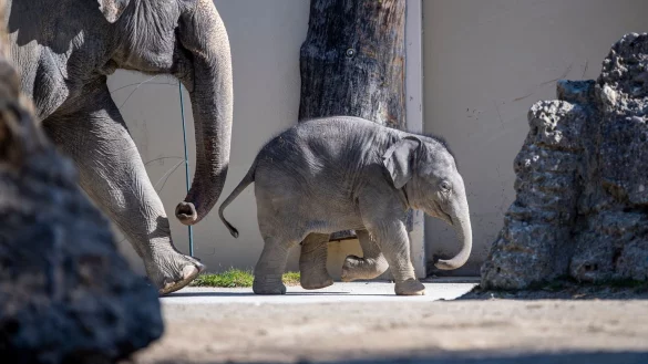 Jungelefant Otto - &copy; Foto: Lennart Preiss/Lennart Preiss Fotografie/dpa