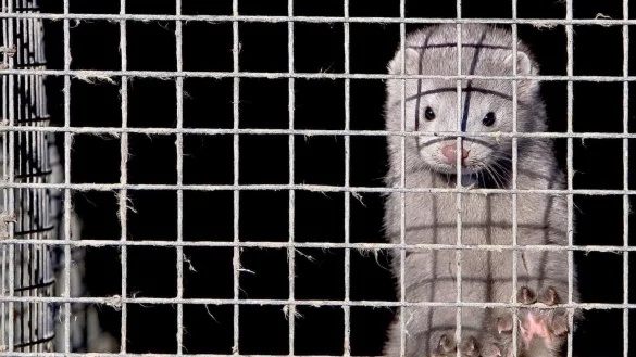 Nerz - &copy; Foto: epa Diego Azubel/EPA/dpa