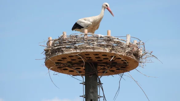 Albrecht Meyer zu H&ouml;lsen hat auf seinen Weidefl&auml;chen an der Bega ein Storchennest errichtet. Im vergangenen Jahr nistete dort erstmals ein Storchenpaar und zog seine Jungen gro&szlig;. Das Foto ist im letztes Jahr entstanden &ndash; nun sind die Tiere zur&uuml;ck. - &copy; Archivfoto: Heidi Stork