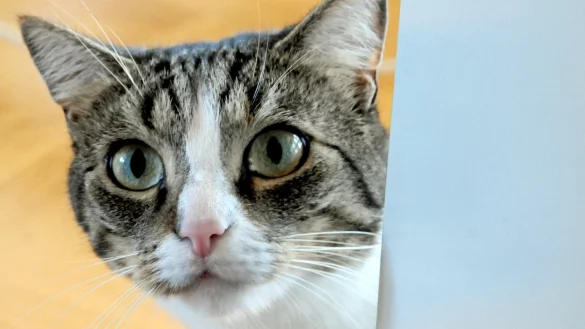 Katze - &copy; Foto: Horst Ossinger/dpa/dpa-tmn