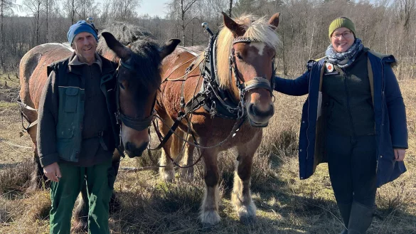 Bernd Lande und Försterin Vanessa Rothkegel sind mit dem Ardenner Wichtel (links) und dem französischen Comtois-Kaltblut Guinness im Naturschutzgroßprojekt unterwegs. Foto: Kreis Lippe - © Kreis Lippe