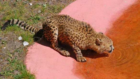 Laufen macht durstig: Und vielleicht schwimmt ja auch noch ein Ball im Wasser. Mit dem k&ouml;nnte auch gespielt werden, mag die Katze denken. - &copy; Gunter Held
