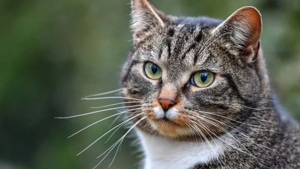 Corona-Tests f&uuml;r Haustiere - &copy; Foto: Patrick Pleul/zb/dpa