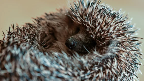 Igel - &copy; Foto: Patrick Pleul/dpa-Zentralbild/dpa