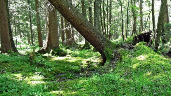 Ein umgekippter Baum im Wald. - &copy; Symbolbild: pixabay.com
