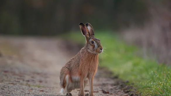 Ein toter Hase (nicht der im Foto) hat unfreiwillig eine tragende Rolle bei einem versuchten Versicherungsbetrug gespielt. - © Symbolbild: Pixabay