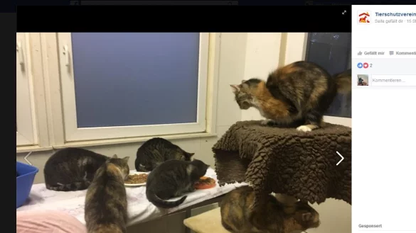 63 Katzen hatte eine Frau in Eckardtsheim in ihrem H&auml;uschen gehalten. Viele krank, manche sogar behindert. Der Tierschutzverein hat das Haus ger&auml;umt. - &copy; Screenshot: NW