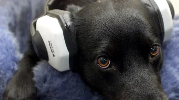 Besonders Hunde leiden an Silvester unter dem lauten Böllerknallen. Ob ein Gehörtschutz hilft, verrät eine Gütersloher Expertin. - © dpa