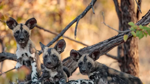 - &copy; Bobby-Jo Vial/University of Washington/dpa