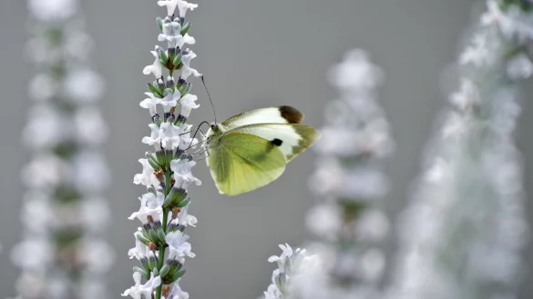 Schmetterling an einer Pflanze - &copy; Foto: Andrea Warnecke/dpa-tmn