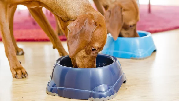 Schlingen verhindern - &copy; Foto: Monique W&uuml;stenhagen