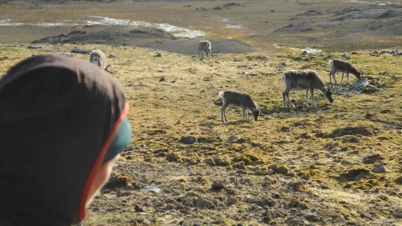 Rentiere - &copy; Foto: Mathilde Le Moullec/dpa/Archivbild