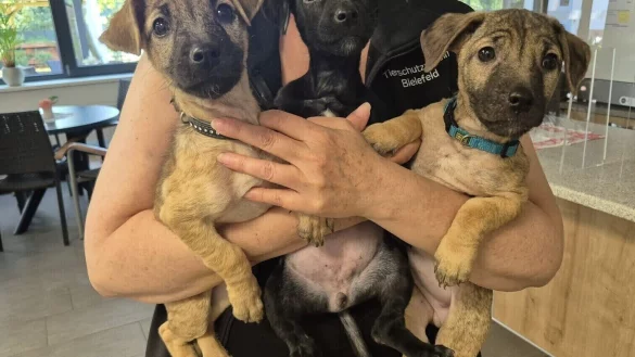 Das Schicksal des Welpentrios Rio (v. l.) Raja und Ruben haben unz&auml;hlige NW-Leser verfolgt. Die ausgesetzten Mischlingsh&uuml;ndchen hatte ein Lkw-Fahrer in einem Pappkarton in Sennestadt gefunden. - &copy; Tierschutzverein Bielefeld