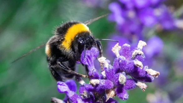 Ein ganzes Paket neuer Regeln soll Insekten mehr Schutz geben. - &copy; Jens B&uuml;ttner/dpa-Zentralbild/dpa