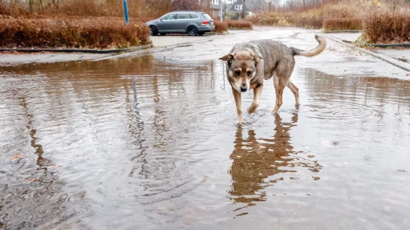 Hund in einer Pf&uuml;tze - &copy; Foto: Markus Scholz/dpa/dpa-tmn