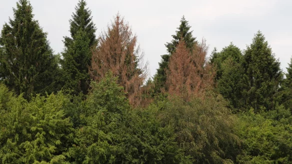 Abgestorbene Fichten sind auch im Blomberger Stadtwald vereinzelt zu sehen.
