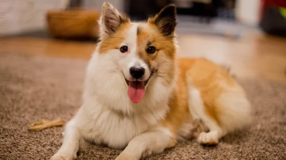 Hund in der Wohnung - &copy; Foto: Julian Stratenschulte/dpa/Symbolbild