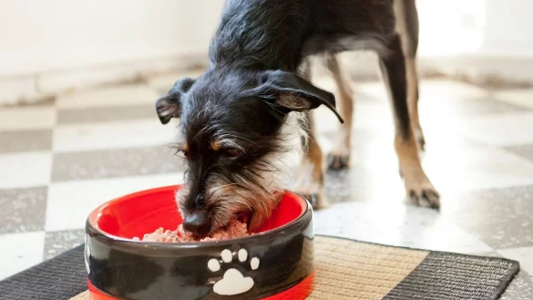 Streuner nur langsam aufp&auml;ppeln - &copy; Foto: Monique W&uuml;stenhagen/dpa-tmn