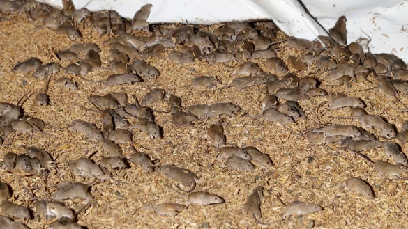 M&auml;useplage - &copy; Foto: Rick Rycroft/AP/dpa