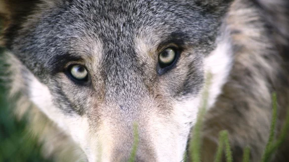 - &copy; Symbolbild: Pixabay