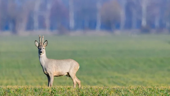 Wildtiere bekommen Nachwuchs - &copy; Foto: Patrick Pleul