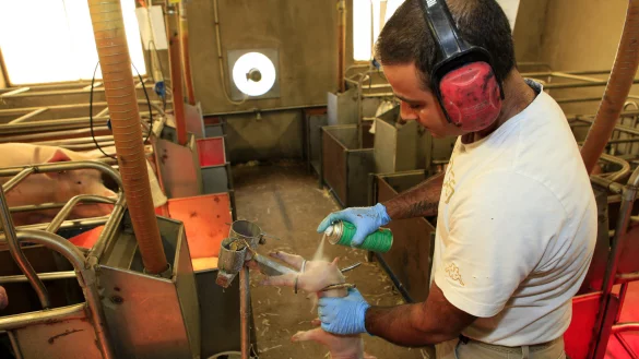 Wegen des H&ouml;festerbens in der deutschen Schweinezucht fordert ein Experte ein Komplettverbot der Ferkel-Kastration und hochwertigere Premium-Angebote f&uuml;r den Schweinefleisch-Markt. - &copy; Henk Riswick/LFD Holding /dpa