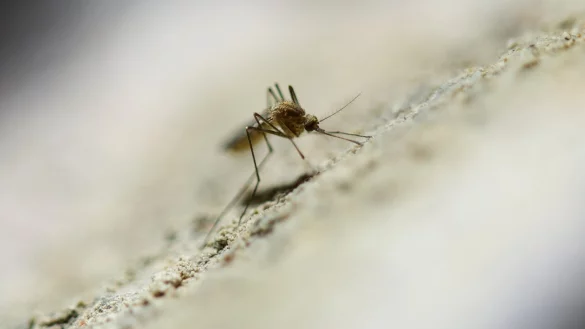 M&uuml;cke - &copy; Foto: Uwe Anspach/dpa