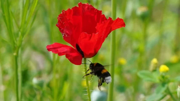 Hummel auf Wildblumenwiese - &copy; Foto: Marcus Brandt/dpa