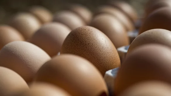 Palette mit Eiern - &copy; Foto: Victoria Bonn-Meuser