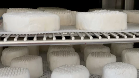 Veganer Käse im Labor des Berliner Startups Formo. - © Karlotta Ehrenberg/dpa