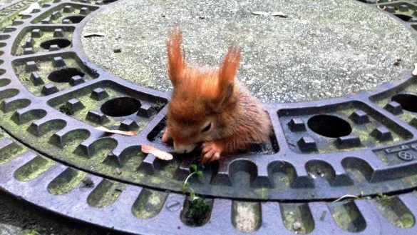 Eichh&ouml;rnchen im Liebesgl&uuml;ck - &copy; Foto: Tierrettung M&uuml;nchen