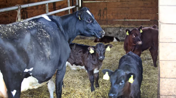 K&auml;lberzucht auf dem Hof Hellmig - &copy; Vera Gerstendorf-Welle