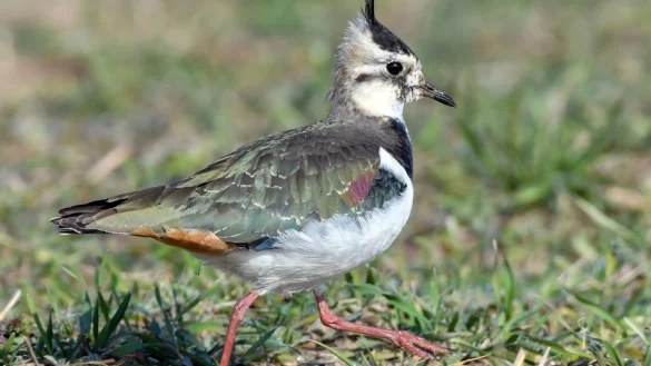 Kiebitz - &copy; Foto: Patrick Pleul/dpa-Zentralbild/dpa