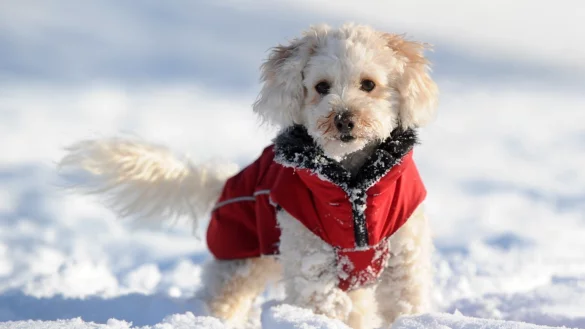 Hund mit Mantel im Schnee - &copy; Foto: Tobias Hase/dpa-tmn