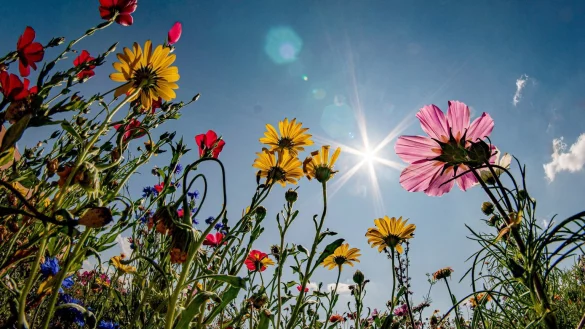 Blumen - &copy; Foto: Frank Rumpenhorst/dpa/dpa-tmn