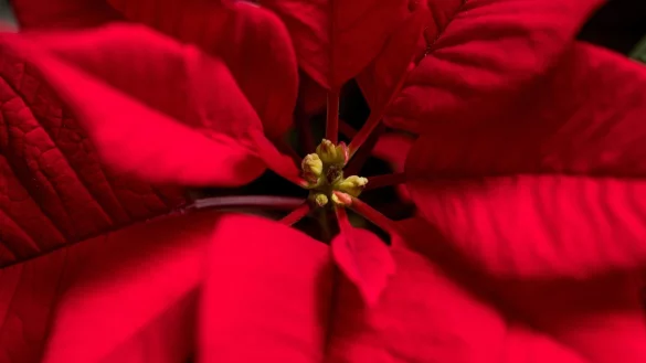 Weihnachtsstern - &copy; Foto: Andrea Warnecke/dpa-tmn