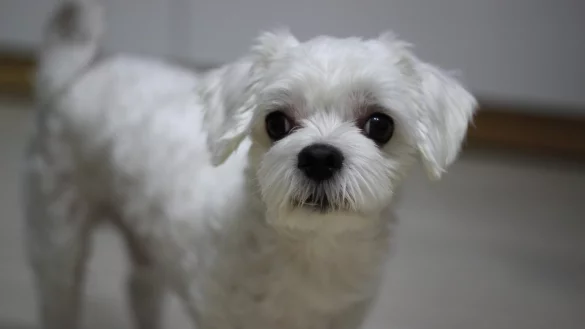 "S&uuml;&szlig;e kleine Malteser-Hundewelpen" wurden laut Ebay-Anzeige angeboten. Tats&auml;chlich waren die Tiere verwahrlost. (Symbolfoto) - &copy; Pixabay