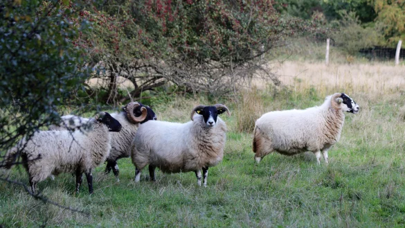 In einem Bereich des Naturschutzgebietes Heipker See werden auch Schafe zur Beweidung eingesetzt. - &copy; Martin D&uuml;sterberg