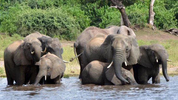 Elefanten in Botsuana - &copy; Foto: Charmaine Noronha/AP/dpa
