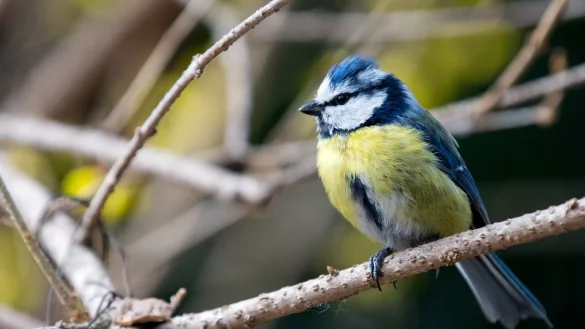 Blaumeise - &copy; Foto: Monika Skolimowska/dpa/dpa-tmn
