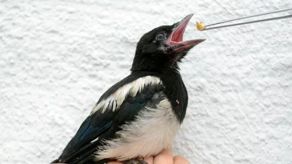 Eine junge Elster - &copy; Foto: Horst Ossinger