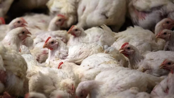 Masth&auml;hnchen - &copy; Foto: Jens B&uuml;ttner/dpa-Zentralbild/dpa