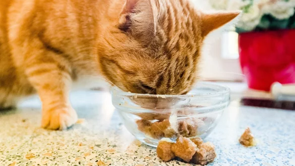 Katze frisst - &copy; Foto: Markus Scholz/dpa-tmn