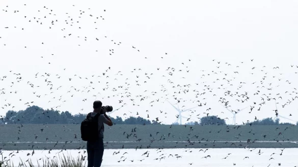 - &copy; Sina Schuldt/dpa