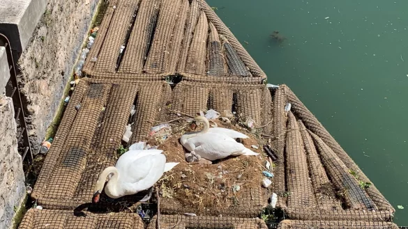 Schwanenp&auml;rchen Odette und Siegfried - &copy; Foto: Julia Naue/dpa