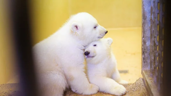 Eisb&auml;ren-Zwillinge - &copy; Foto: Mohssen Assanimoghaddam/dpa