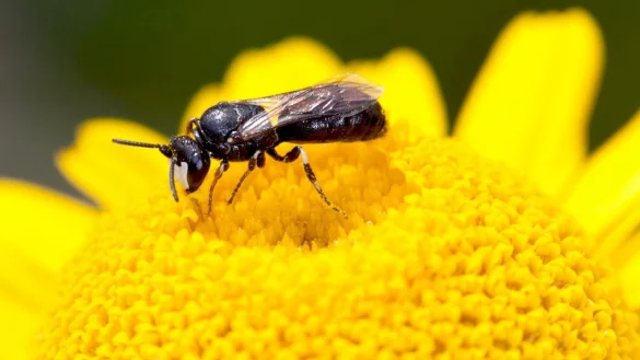 Maskenbiene - &copy; Foto: Hans-Richard Schwenninger/NABU Baden-W&uuml;rttemberg/dpa